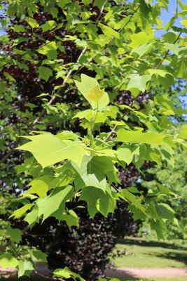 Liriodendron x Chapel Hill - liliovník čínský a tulipánokvětý - listy léto